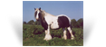 Midget Mare